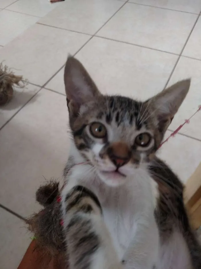Gato raça SRD idade Abaixo de 2 meses nome Não definido