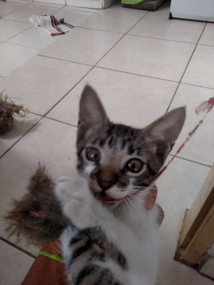 Gato raça SRD idade Abaixo de 2 meses nome Não definido