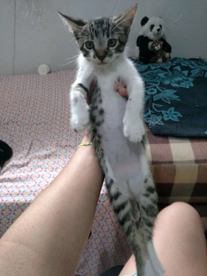Gato raça SRD idade Abaixo de 2 meses nome Não definido
