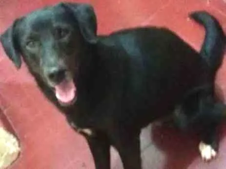 Cachorro ra a VL idade  nome Sem.nome