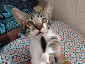 Gato raça SRD idade Abaixo de 2 meses nome Não definido