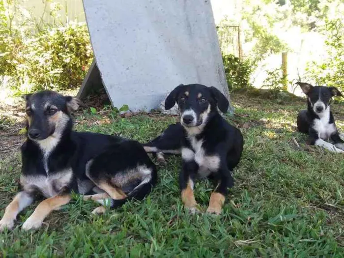 Cachorro ra a Sem raça definida idade  nome sem nome