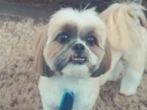 Cachorro raça Shitszu  idade  nome Spyke