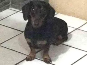 Cachorro raça Salsicha idade 1 ano nome Dory
