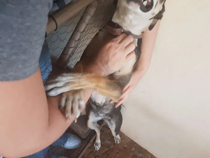 Cachorro ra a Fox Paulistinha idade 3 anos nome Lola