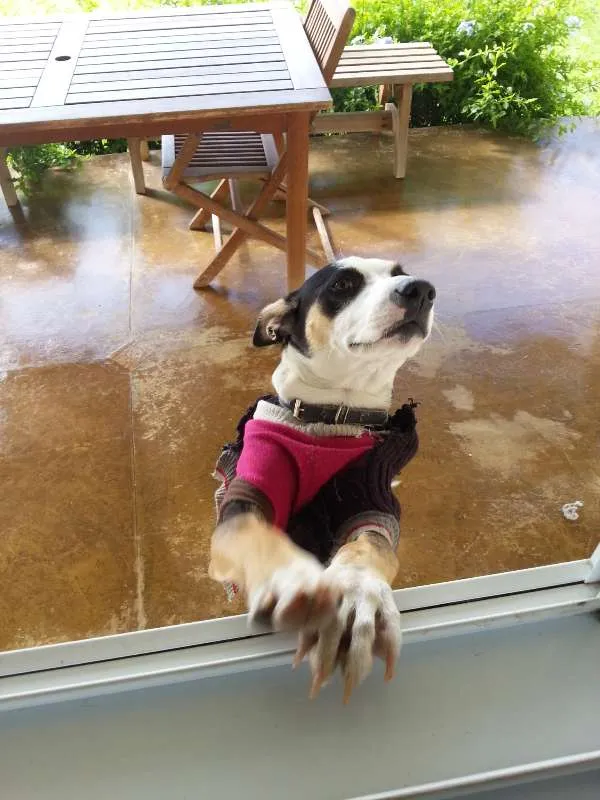 Cachorro ra a Fox Paulistinha idade 3 anos nome Lola