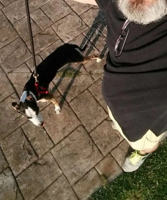 Cachorro ra a Fox Paulistinha idade 3 anos nome Lola