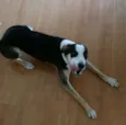 Lola