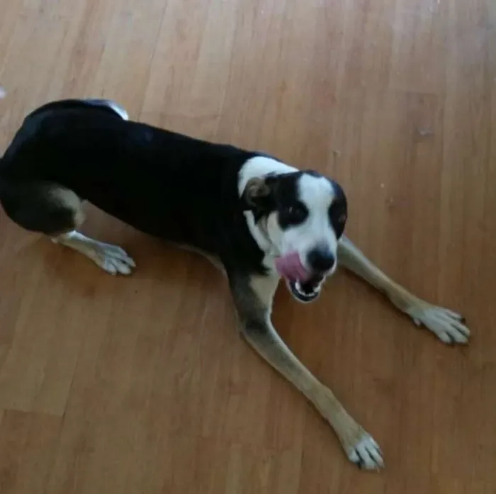 Cachorro ra a Fox Paulistinha idade 3 anos nome Lola
