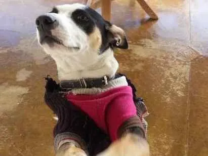 Cachorro ra a Fox Paulistinha idade 3 anos nome Lola