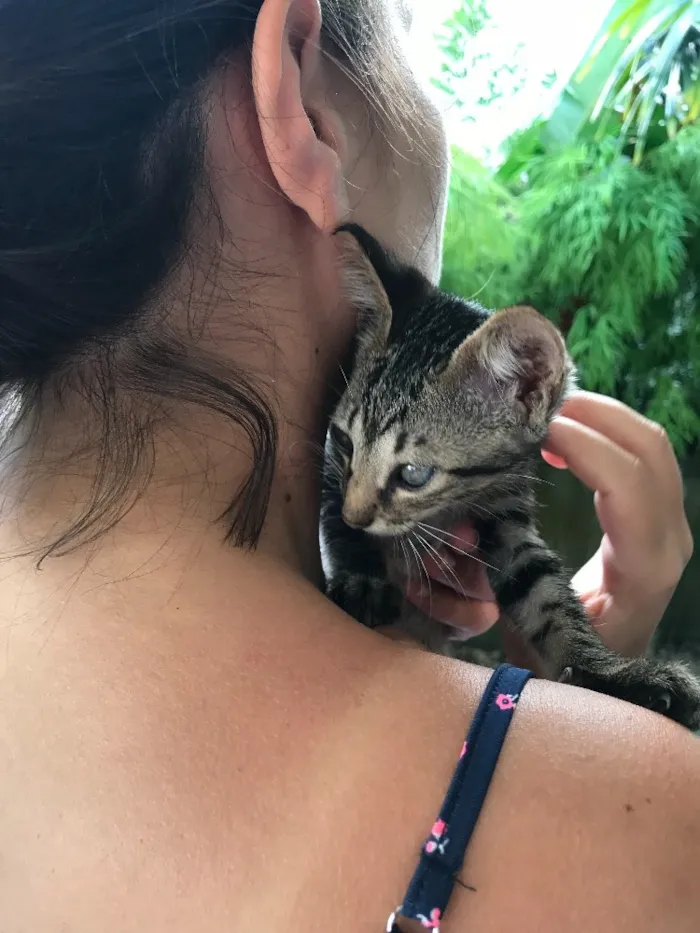 Gato ra a  idade 2 a 6 meses nome Simba