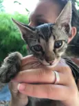 Simba