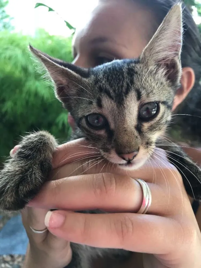 Gato ra a  idade 2 a 6 meses nome Simba