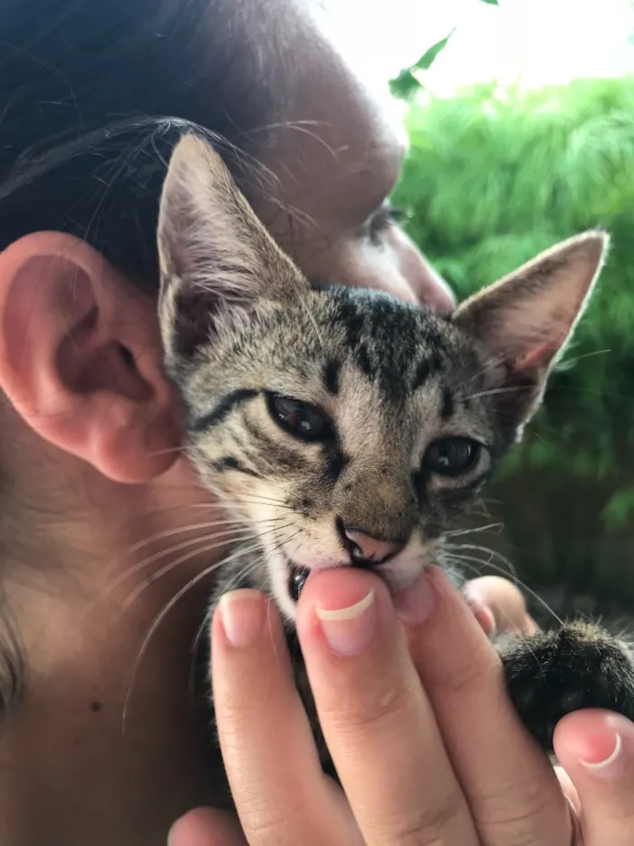 Gato ra a  idade 2 a 6 meses nome Simba