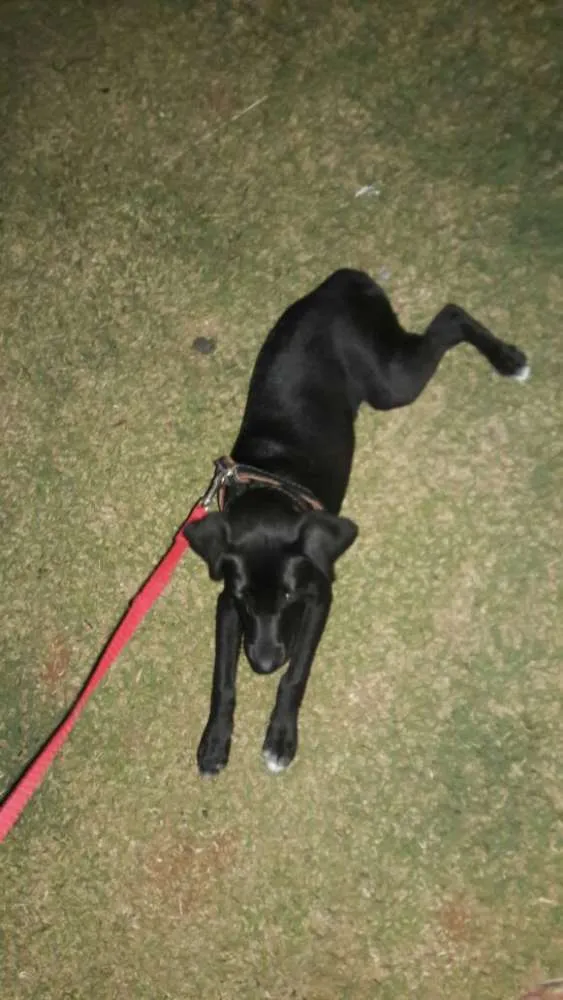 Cachorro ra a Vira lata idade 7 a 11 meses nome Pandora