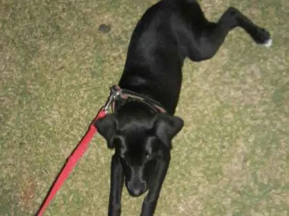 Cachorro ra a Vira lata idade 7 a 11 meses nome Pandora
