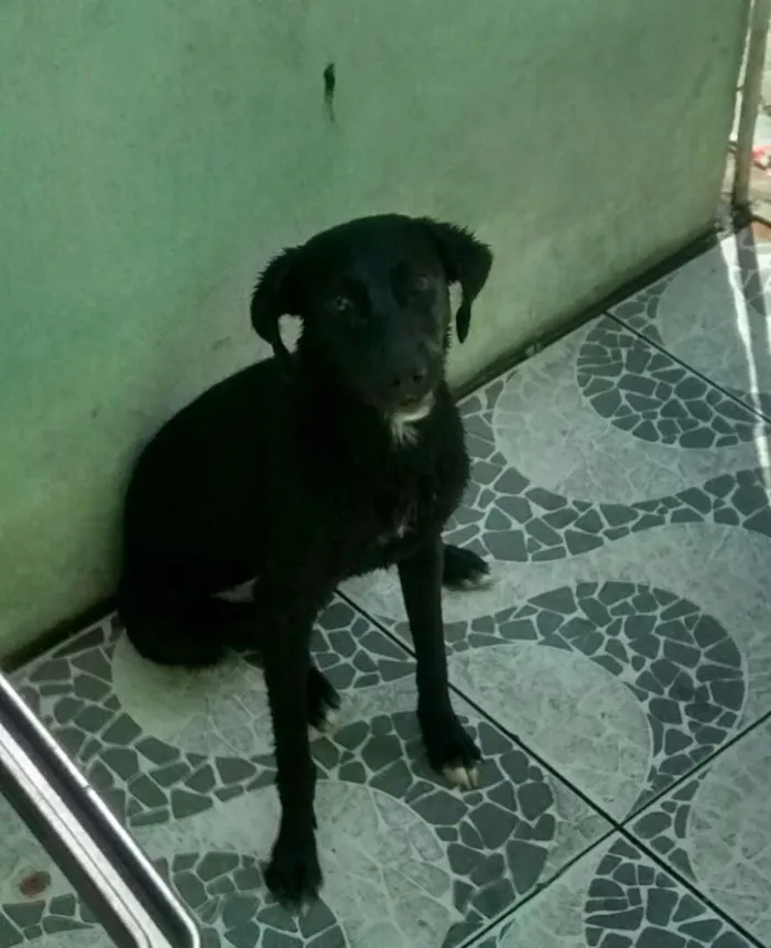 Cachorro ra a Vira lata idade 7 a 11 meses nome Pandora