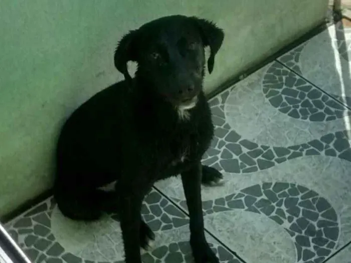 Cachorro ra a Vira lata idade 7 a 11 meses nome Pandora
