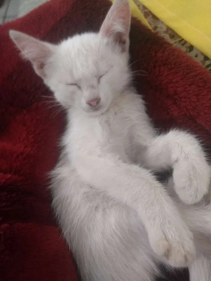 Gato raça  idade 7 a 11 meses nome Fernanda 