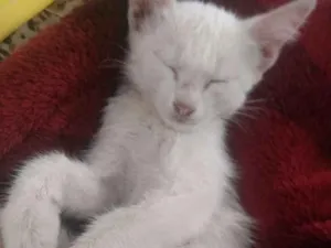 Gato raça  idade 7 a 11 meses nome Fernanda 