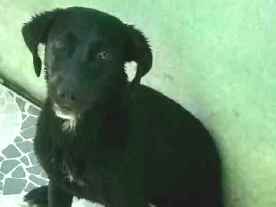 Cachorro ra a Vira lata idade 7 a 11 meses nome Pandora