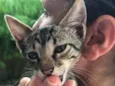 Simba