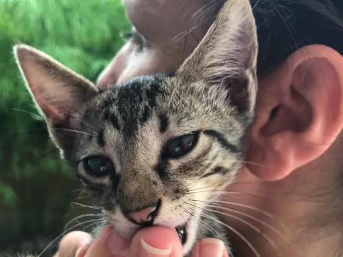 Gato ra a  idade 2 a 6 meses nome Simba