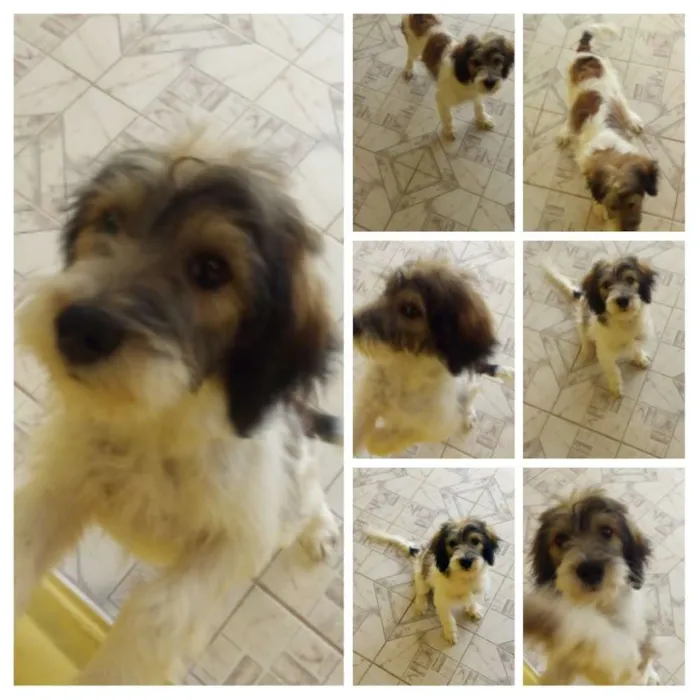 Cachorro ra a Desconheço idade 7 a 11 meses nome Bob