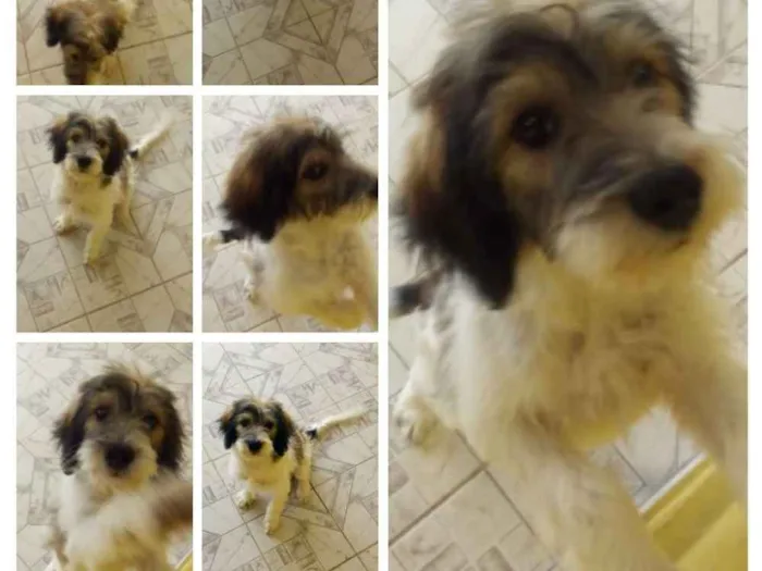 Cachorro ra a Desconheço idade 7 a 11 meses nome Bob