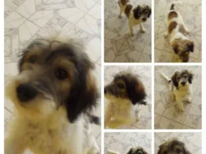 Cachorro raça Desconheço idade 7 a 11 meses nome Bob