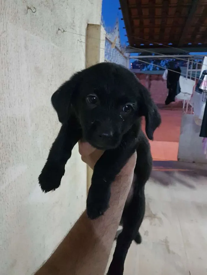 Cachorro ra a Mistura poodle com vira-lata idade Abaixo de 2 meses nome Lupita