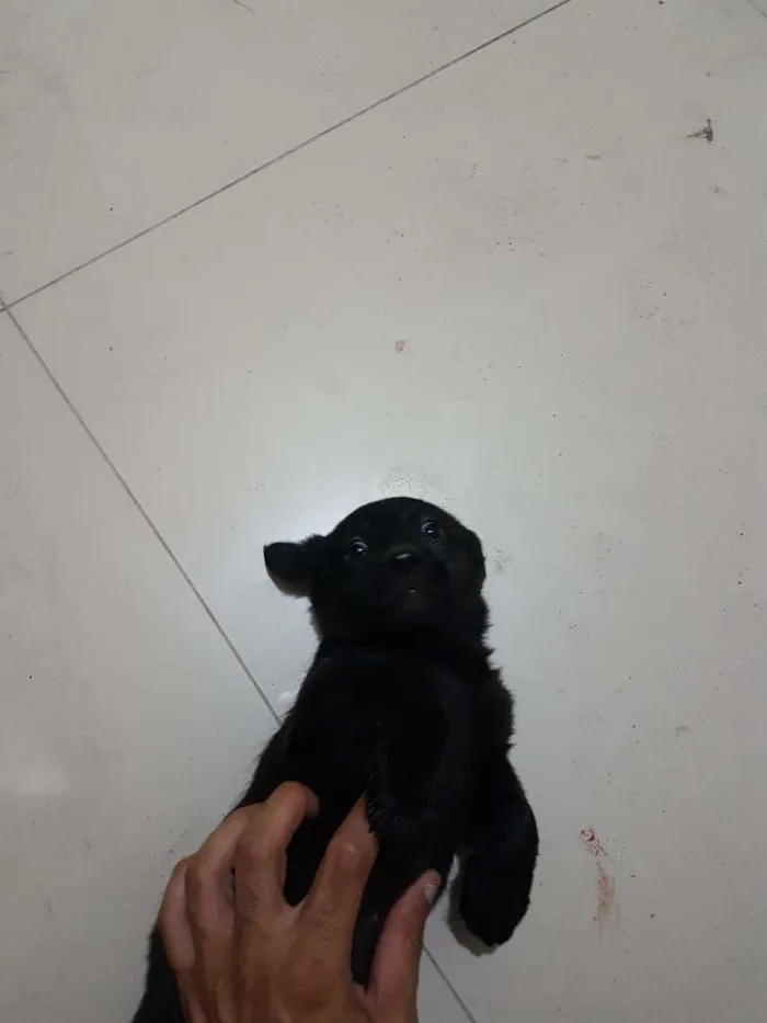 Cachorro ra a Mistura poodle com vira-lata idade Abaixo de 2 meses nome Lupita