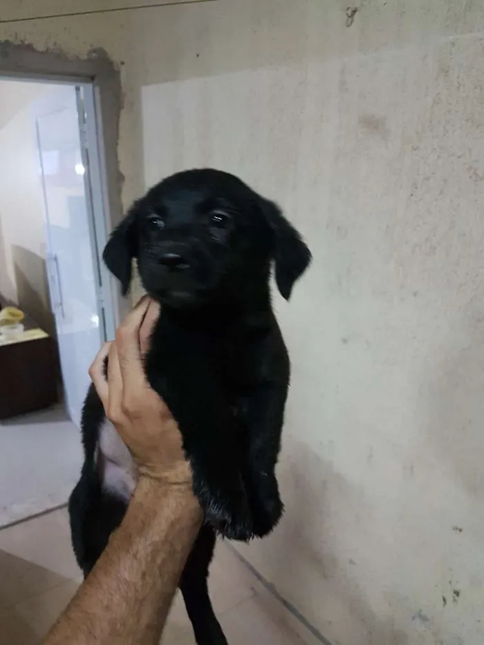 Cachorro ra a Mistura poodle com vira-lata idade Abaixo de 2 meses nome Lupita