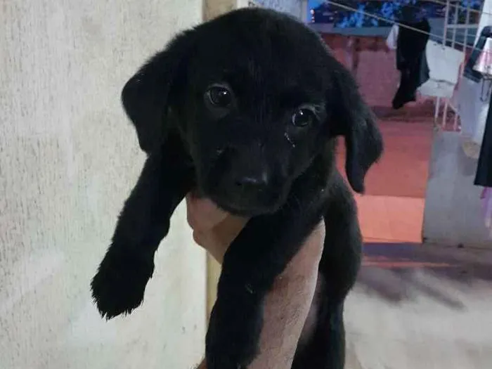 Cachorro ra a Mistura poodle com vira-lata idade Abaixo de 2 meses nome Lupita