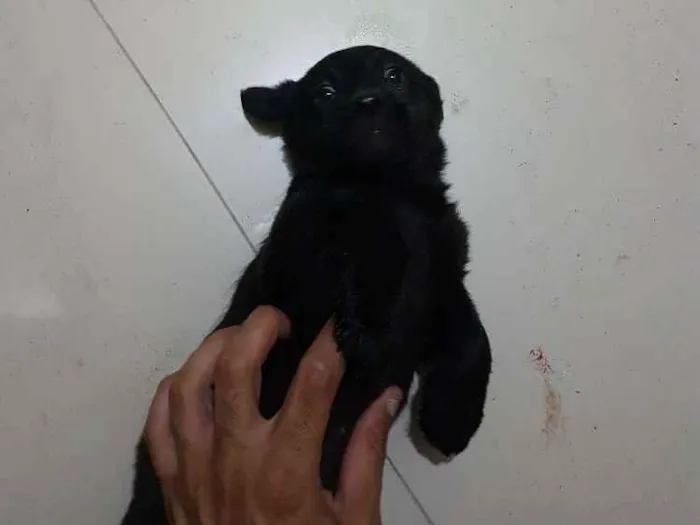 Cachorro ra a Mistura poodle com vira-lata idade Abaixo de 2 meses nome Lupita