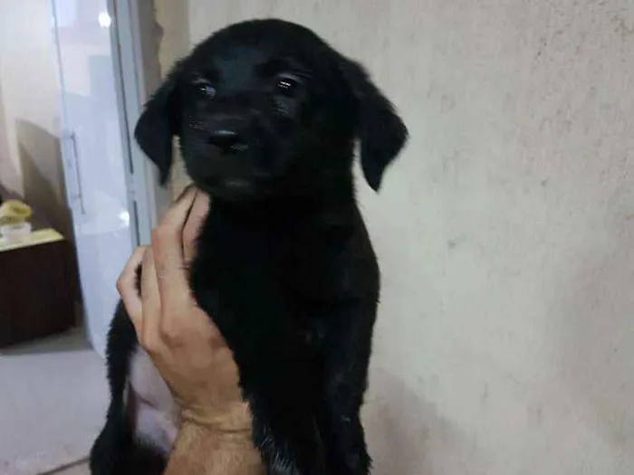 Cachorro ra a Mistura poodle com vira-lata idade Abaixo de 2 meses nome Lupita