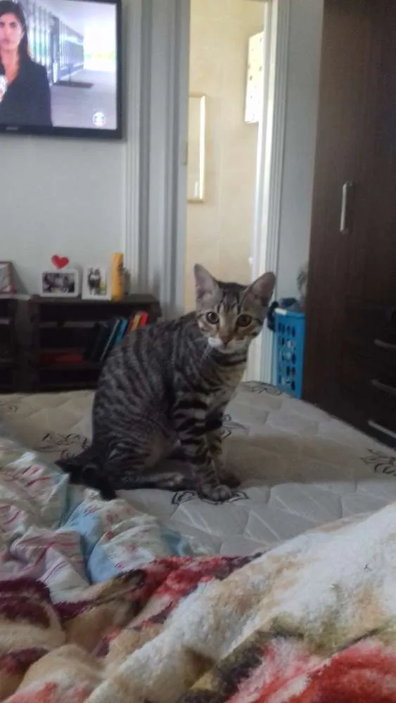 Gato ra a  idade 7 a 11 meses nome Flock