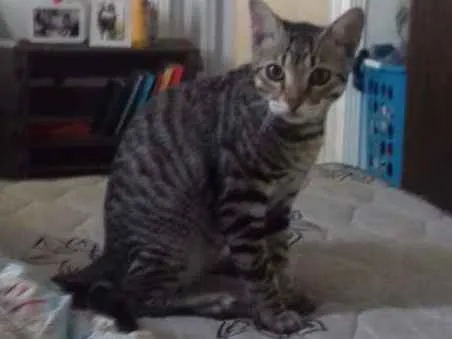 Gato ra a  idade 7 a 11 meses nome Flock