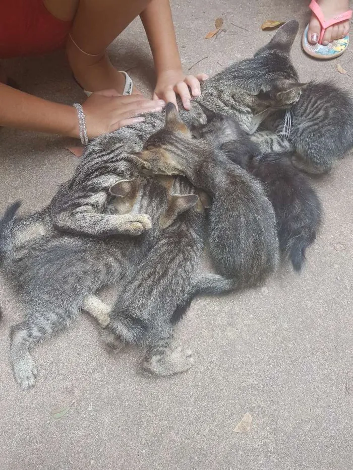 Gato ra a  idade Abaixo de 2 meses nome Sem nome