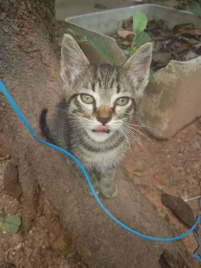 Gato ra a  idade Abaixo de 2 meses nome Sem nome