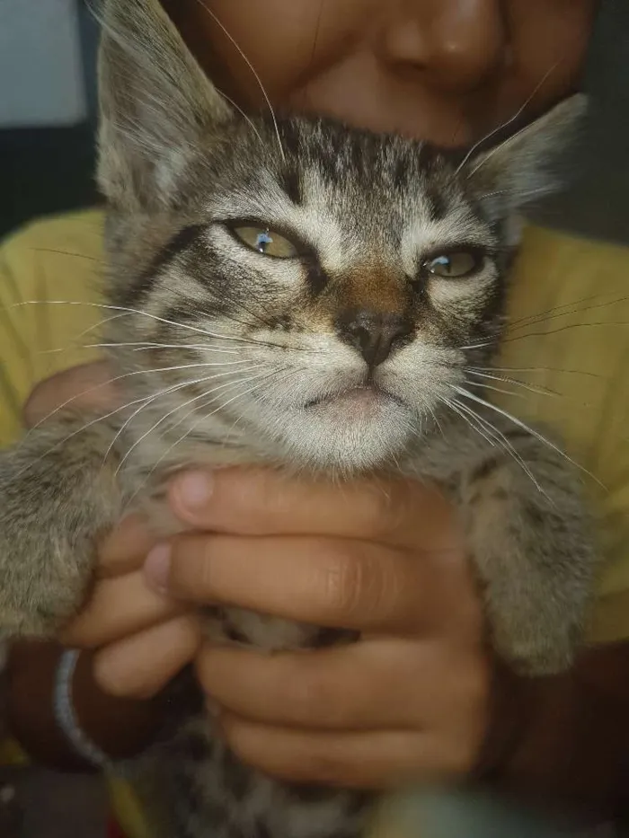 Gato ra a  idade Abaixo de 2 meses nome Sem nome