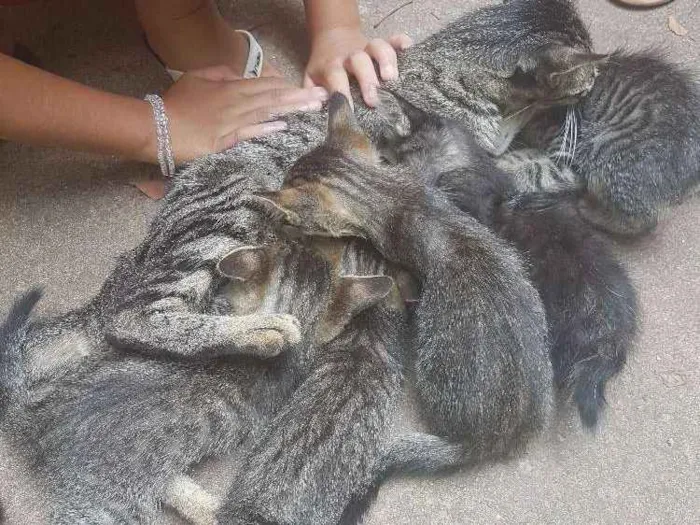 Gato ra a  idade Abaixo de 2 meses nome Sem nome