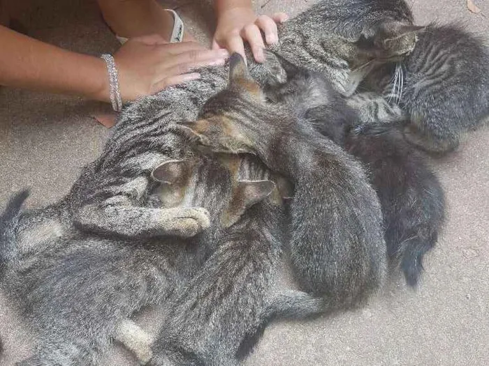 Gato ra a  idade Abaixo de 2 meses nome Sem nome