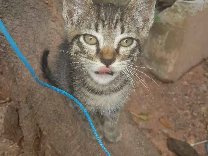 Gato ra a  idade Abaixo de 2 meses nome Sem nome