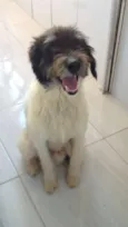Bilu
