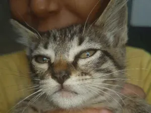 Gato raça  idade Abaixo de 2 meses nome Sem nome