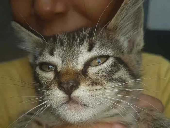 Gato ra a  idade Abaixo de 2 meses nome Sem nome