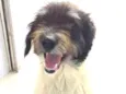 Bilu