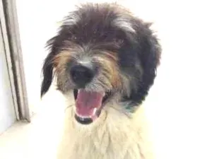 Cachorro raça VIRA LATAS idade 7 a 11 meses nome Bilu