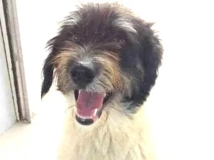 Cachorro ra a VIRA LATAS idade 7 a 11 meses nome Bilu